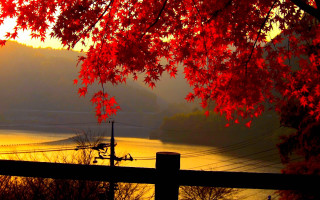 Red tree lake fence powerline - choi buk free wallpaper