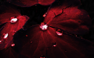 Red leaf water droplets background - a red leaf free wallpaper