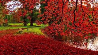 Bench tree red leaves river 3 - a grassy area free wallpaper