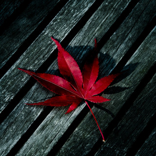 Red leaf wooden bench black - adobe lightroom free wallpaper