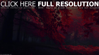 Dark forest red leaves red - red leaf free wallpaper