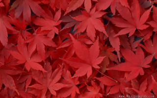 Red leaves fall branch autumn - red leaf free wallpaper