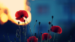 Red flowers field grass building - a bright light in the background free wallpaper