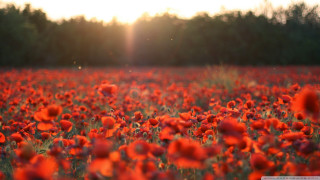 Red flowers sun trees background - the sun free wallpaper