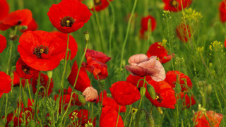 Red flowers green grass bee - impressionist free wallpaper