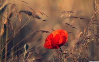 Red flower tall grass bug - tall grass free wallpaper