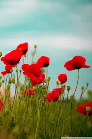 Red flowers field sky background - red flower free wallpaper