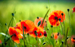 Red flowers green grass blurry - impressionist free wallpaper