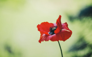 Red flower black center green - a blurry background of leaves free wallpaper