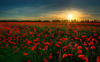 Red flowers sunset blue sky - a photo free wallpaper