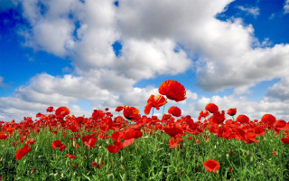 Red flowers blue sky clouds - under a blue sky free wallpaper