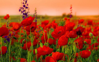 Red flower field pink sky 2 - red flower free wallpaper