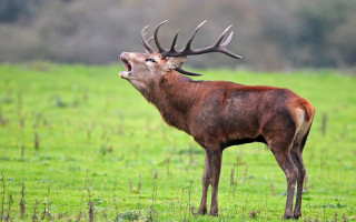Deer mouth open field grass - edwin landseer free wallpaper