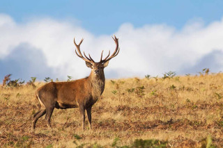 Deer standing field sky clouds - david dougal williams free wallpaper
