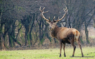 Deer large antlers field grass - a few leaf free wallpaper