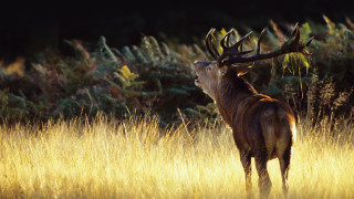 Deer standing field tall grass - tall grass free wallpaper