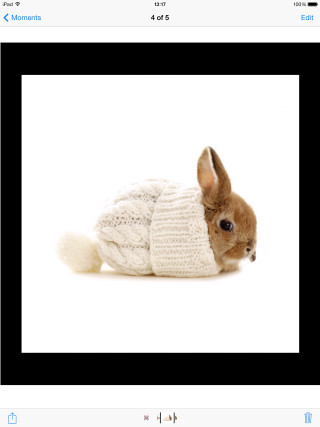 Small rabbit sweater sitting ground - animal photography free wallpaper