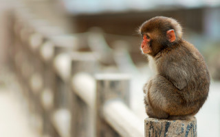 Monkey sitting fence looking distance - a fence free wallpaper
