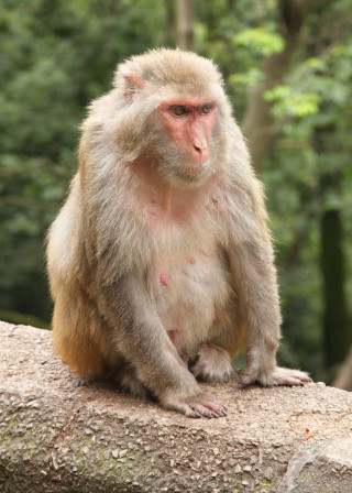 Monkey sitting rock forest trees - alex petruk ape free wallpaper