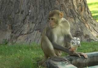 Monkey sitting ledge jar water - a ledge free wallpaper
