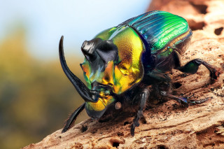 Colorful beetle tree branch sunshine - a tree branch in the sun free wallpaper