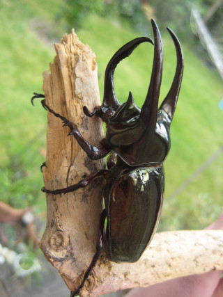 Beetle tree branch person background - free nature wallpaper