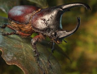 Beetle claws sharp teeth spikes - weta digital free wallpaper