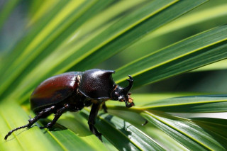 Beetle green leaf sunlight daytime - its eye free wallpaper