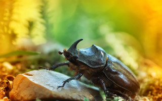 Beetle wood grass dirt nature - a piece of wood free wallpaper