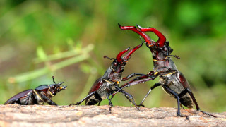 Bugs log grass group standing - antipodean free wallpaper