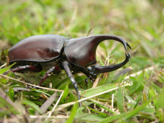 Beetle closeup grass ground bug - female free wallpaper