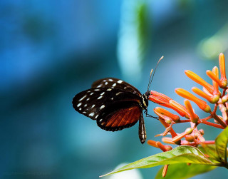 Butterfly flower blurry background blue - free nature wallpaper