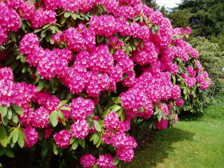 Pink flowers garden green grass 2 - green grass and trees free wallpaper