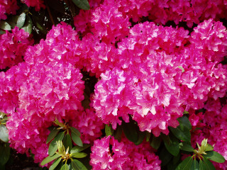 Pink flowers blooming sun garden - constant permeke free wallpaper