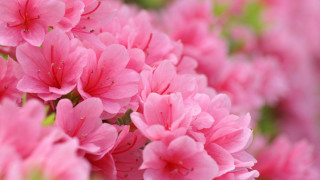 Pink flowers blooming sun garden 2 - pink flower free wallpaper