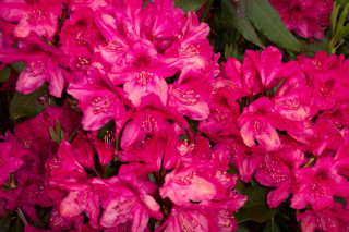 Pink flowers green leaves water - water droplet free wallpaper