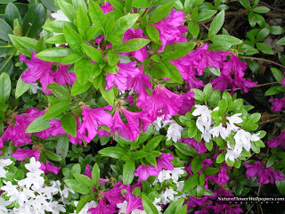 Purple white flower bush green - the top of it free wallpaper