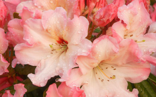 Pink flowers water droplets green 4 - photorealistic free wallpaper for desktop
