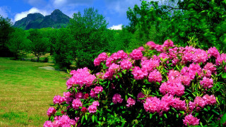 Pink flower bush mountains field - impressionist free wallpaper