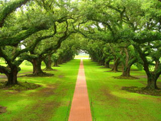 Park path trees grass sunlight - a park area free wallpaper