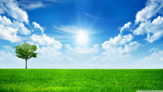 Lone tree green field blue 20 - a lone tree free wallpaper