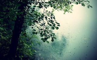 Tree branch water drops hanging - a tree branch free wallpaper