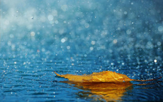 Leaf floating water raindrops blue - florianne becker free wallpaper