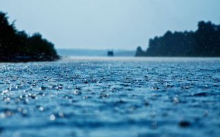 Water trees background raindrops surface - drop free wallpaper