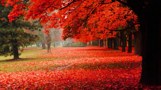 Autumn leaves forest bridge bench - a park free wallpaper