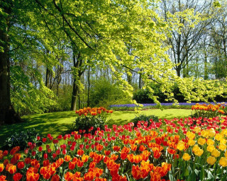 Field of flowers trees blue - a field of flowers free wallpaper