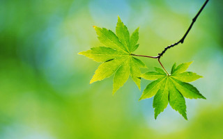 Green leaf branch blurred background - a green leaf free wallpaper