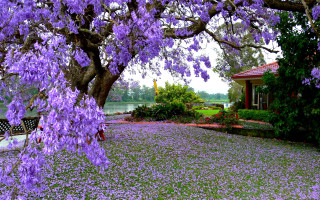 Tree purple flowers house lake - a bench in the foreground free wallpaper