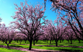 Field trees pink flowers path - beautiful landscape free wallpaper for desktop