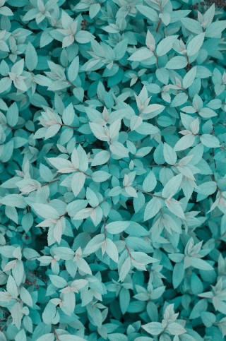 Green leaves microscopic flower butterfly - a close up of a plant free wallpaper